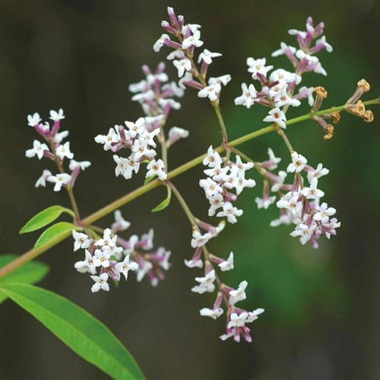 Aromatics International Lemon Verbena Hydrosol 100ml | Citrus Aromatic Mist for Freshness