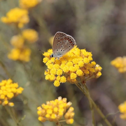 Aromatics International Helichrysum Hydrosol 100ml | Aromatic Mist for Space Refreshing