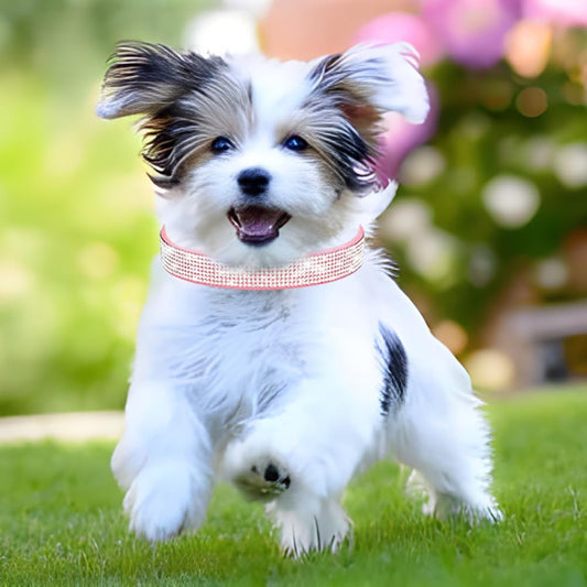 Rhinestone Dog Collar for Small Dogs, Bling Diamond Fancy Crystal Glitter Pretty Jewel Pet Puppy Collars for XXS XS Small Medium Large Breed Girl Dogs Female Cats Kitten, Purple XXSmall