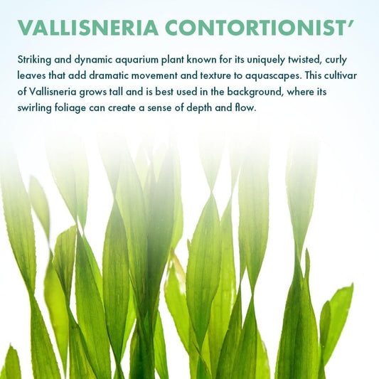 SubstrateSource Live Plant - Tall Grass, Corkscrew Vallisneria (Vallisneria Americana 'Contortionist') - Moderate to High Light, Bright Green, Background - Lead Bunch, 4 Pack