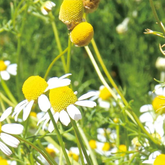 Aromatics International German Chamomile Hydrosol 100ml | Soothing Aromatic Spray for Home