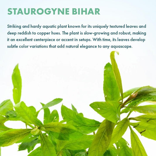 SubstrateSource Live Plants - Staurogyne Bihar (Staurogyne sp. Bihar) - Moderate to High Light Aquarium Display, Olive Green Accent, Foreground to Midground Aquascaping - Pot