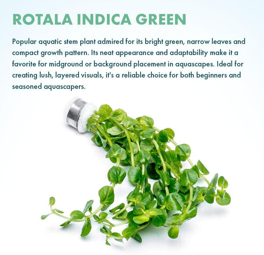 SubstrateSource Live Plant - Rotala Indica Green - Easy Care, Moderate Light, Bright Green Accent, Freshwater Aquatic Plant for Aquascaping - Lead Bunch