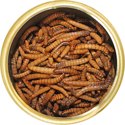 Canned Mealworms (1.2 oz.) - Healthy High Protein Insect Treat - Hedgehogs, Sugar Gliders, Reptiles, Wild Birds, Chickens, Lizards, Bearded Dragons, Skunks, Opossums, Fish, Amphibians, Turtles