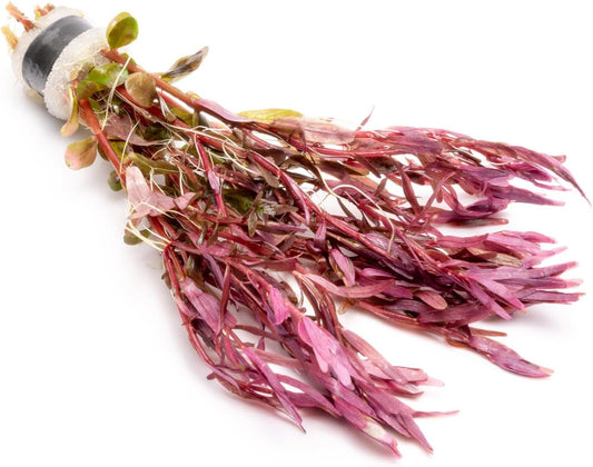 SubstrateSource Live Aquarium Stem Plants - Freshwater Aquatic Plant for Fish Tanks, Aquascaping - (Rotala Narrow Leaf Sp. Red, 1 Bunch)