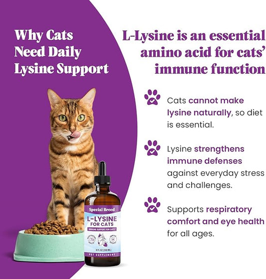 Special Breed L-Lysine for Cats & Kittens – Immune, Respiratory & Eye Health Support – Liquid Cat Supplement with Astragalus, Burdock, Atractylodes, Dangshen & Vitamins A, B1, B2, B6 – 8oz (240mL)