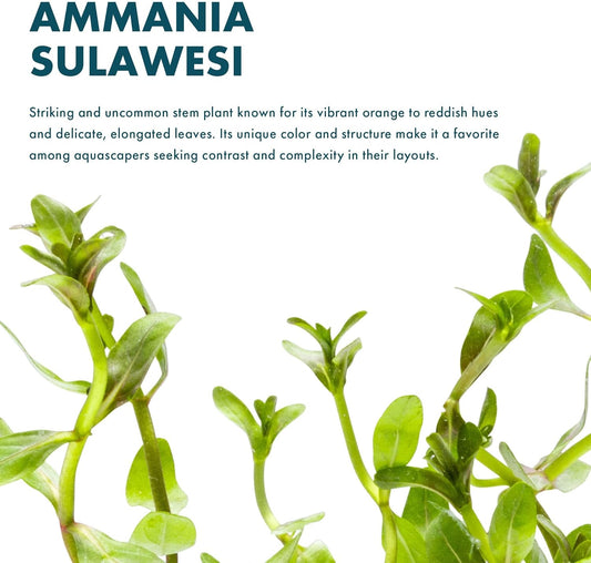 SubstrateSource Live Plants - Ammannia Sulawesi - Orange to Pink Stem Plant for High Light Freshwater Aquarium Aquascapes, Midground to Background, Orange, Pink, Green Accent - Lead Bunch