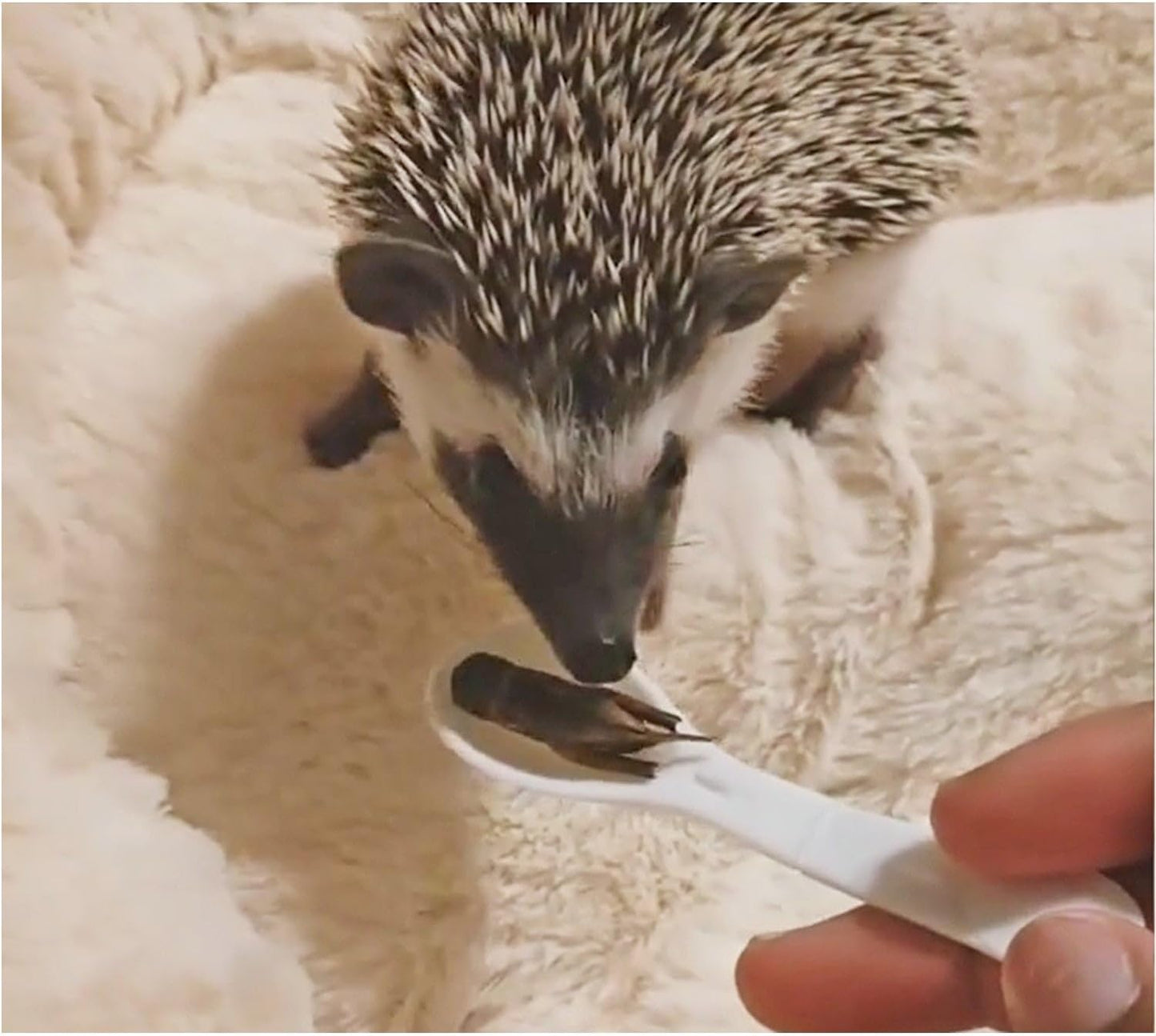 Canned Insect Assortment 6 Pack - Healthy High Protein Treat - For Hedgehogs, Sugar Gliders, Reptiles, Chickens, Lizards, Bearded Dragons, Turtles, Fish, Birds, Opossums, Skunks and other Insectivores