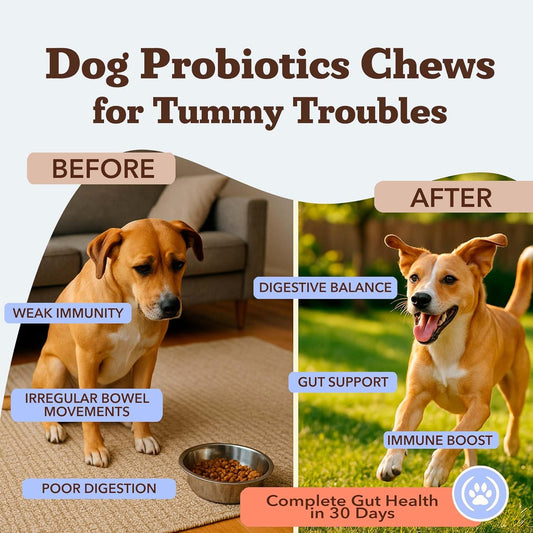 Natural Dog Company Gut Health & Probiotic Chews for Dogs (45 Ct), Prebiotics, Digestive Enzymes & Canine Specific Probiotics for Digestion, Gas, Loose Stool & Immune System Support, 1 Chew Daily