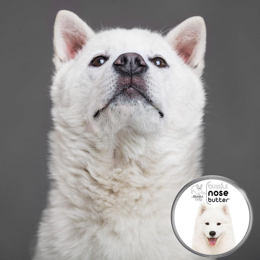 The Blissful Dog Samoyed Nose Butter for Dry, Cracked Skin, Lick-Safe Dog Nose Balm with Moisturizing Shea Butter, Almond, Olive, and Essential Oils, Pet Supplies, Uncented, 1 oz.