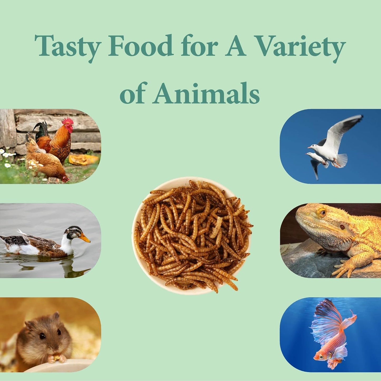 5LB Dried Mealworms, Great Treat for Chicken, Duck, Birds, Reptile, Hamster,Hedgehog, Pigeon