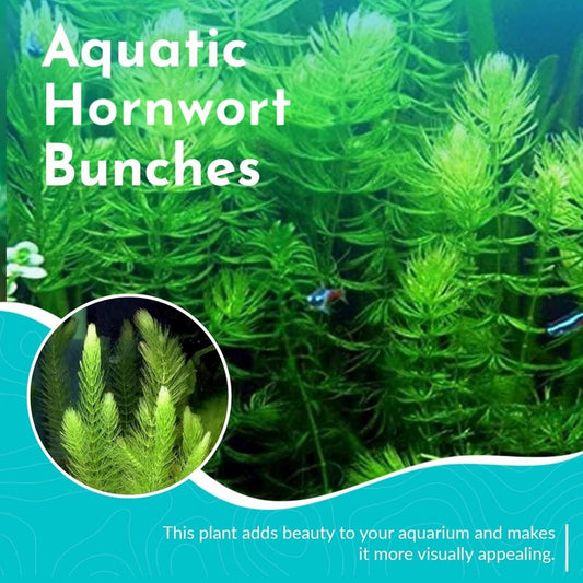 Live Aquarium Hornwort Coontail Bunch Plants - Excellent Oxygenator - Easy to Maintain Plant - Removing Excess Nitrates - Promote High Water Quality - 3-5 Stems Per Bunch - Pack 1