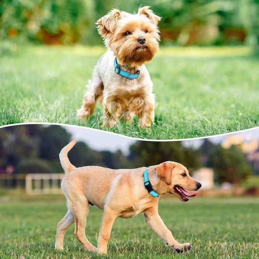 Reflective Dog Collar Padded with Soft Neoprene Breathable Quick Release Basic Dog Collars for Puppy Small Dogs Sky Blue
