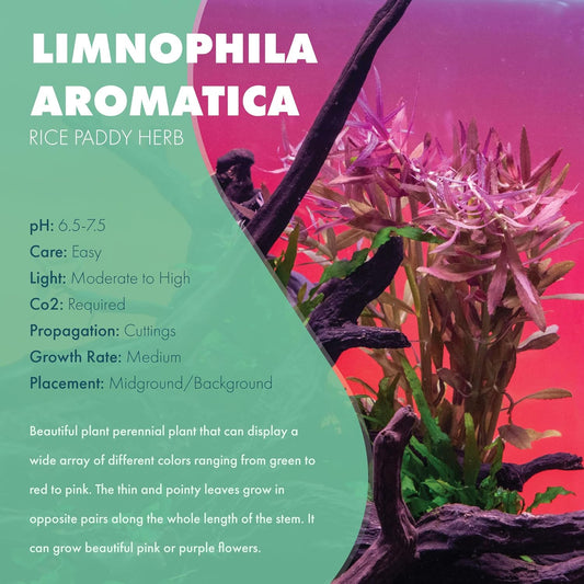 SubstrateSource Live Aquarium Stem Plants - Freshwater Aquatic Plant for Fish Tanks, Aquascaping - (Limnophila Aromatica, 4 Bunches)