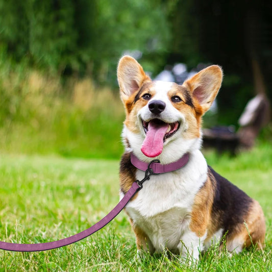 Didog Soft Padded Leather Dog Collar and Leash Set, Heavy Duty Dog Leash and Collar Set with Metal Buckle, Breathable Dog Collars with 4FT Leather Dog Leash for Small Medium Large Dogs, Purple, XL