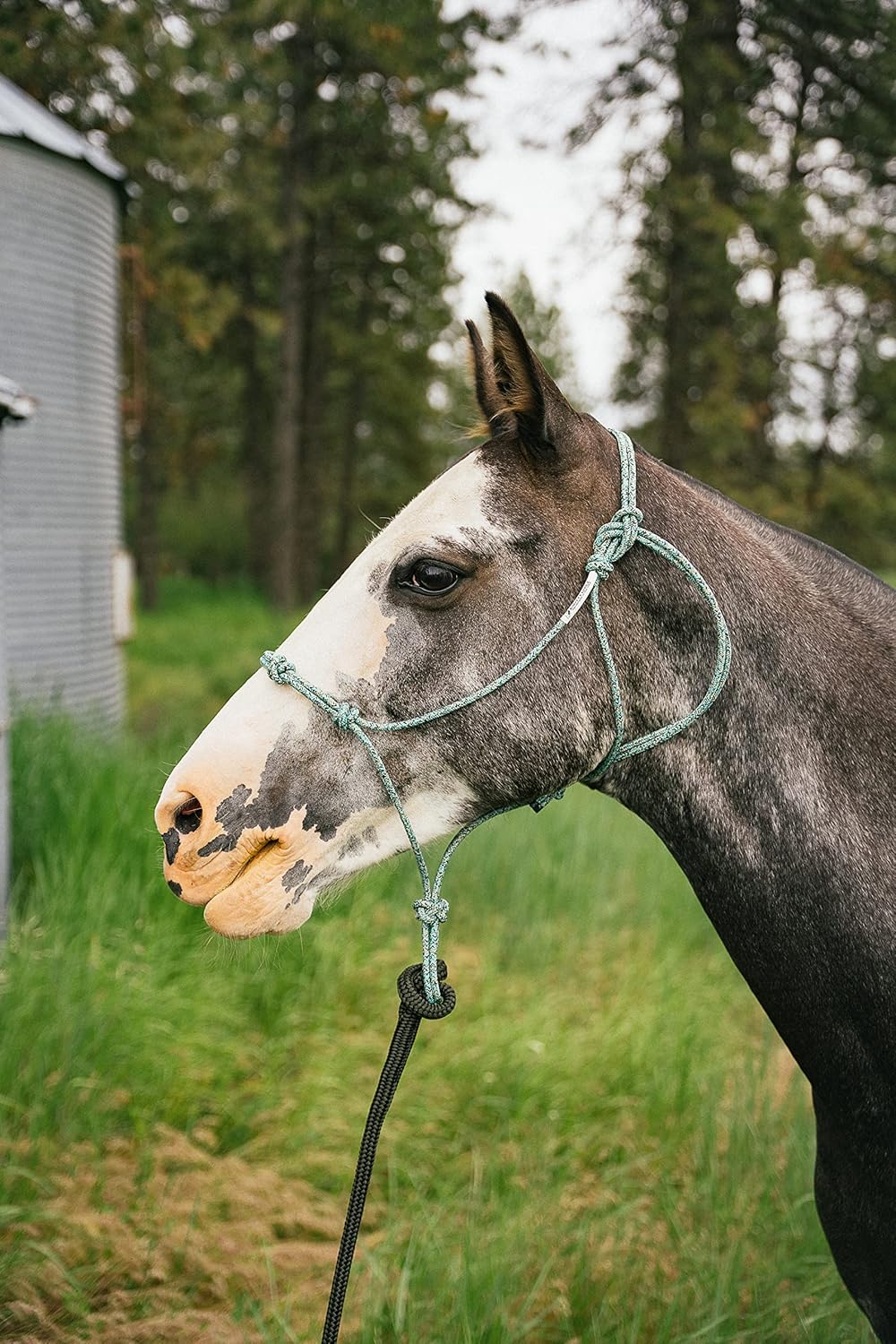 Horse Rope Training Halter - 4 Knot 1/4" Stiff Halter Cord - Used by Famous Trainers Multiple Sizes Multiple Colors