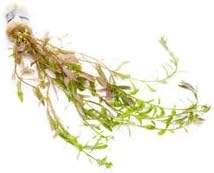SubstrateSource Live Aquarium Stem Plants - Freshwater Aquatic Plant for Fish Tanks, Aquascaping - (Rotala Ceylon, 4 Bunches)