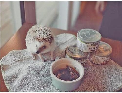 Canned Insect Assortment 6 Pack - Healthy High Protein Treat - For Hedgehogs, Sugar Gliders, Reptiles, Chickens, Lizards, Bearded Dragons, Turtles, Fish, Birds, Opossums, Skunks and other Insectivores