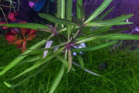 SubstrateSource Live Aquarium Stem Plants - Freshwater Aquatic Plant for Fish Tanks, Aquascaping - (Ludwigia Repens, 1 Bunch)