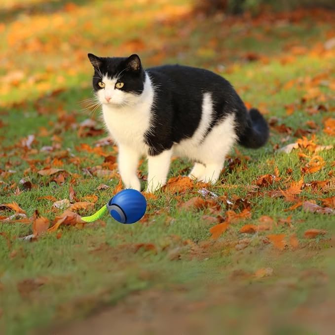 Interactive Cat Toys for Indoor Cats, Automatic Cat Toy with Tail, Electric Rolling Ball on Carpet,Cat Toys for Bored Indoor Adult Cats