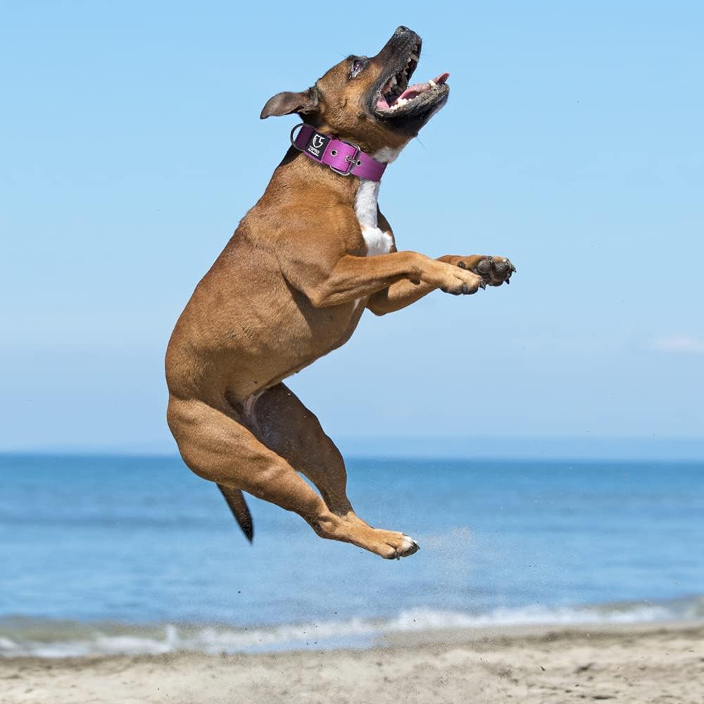 TSPRO Tactical Dog Collar 1.5 Inch Wide Thick Dog Collars with Heavy Duty Metal Buckle, Durable, Strong, Adjustable for Medium to Large Dogs (Purple M)