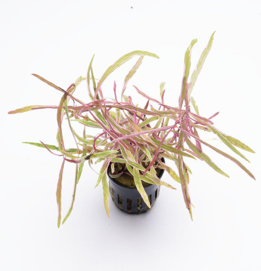 SubstrateSource Live Plants – Chai Hygrophila (Hygrophila lancea 'Chai') – Medium to High Light, Pink and Reddish Accent Aquatic Plant, Midground Placement – Stem Growth – Pot – 1 Pack