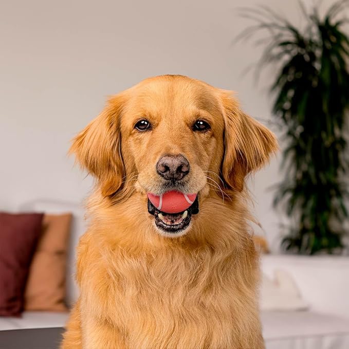 Playology Dog Toys | Squeaky Chew Ball - Squeaky and Bouncy Durable Floating Fetch Ball for Dogs (Value 2-Pack) | Medium Chicken Scented Toy - Easy to Clean and Made from Non Toxic Materials