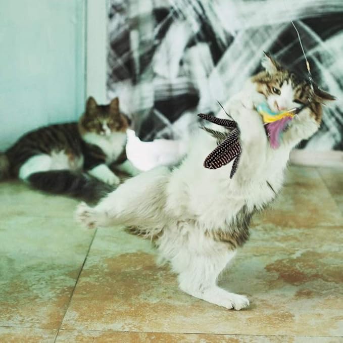 Handmade Natural Feather Cat Toy Dah Bird Refills - Interactive Cat and Kitten Toy - 6 Pack