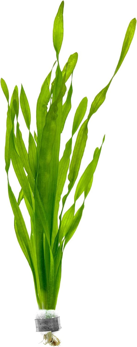 SubstrateSource Live Plant - Tall Grass, Vallisneria Americana - Easy Care, Moderate to High Light, Bright Green Accent, Freshwater Aquatic Plant for Aquascaping - Lead Bunch