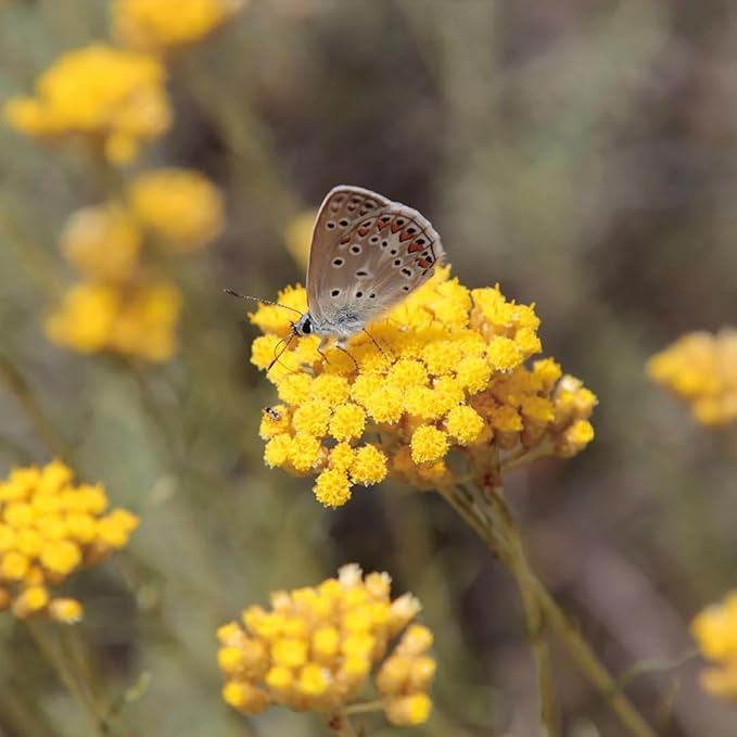 Aromatics International Helichrysum Hydrosol 100ml | Aromatic Mist for Space Refreshing