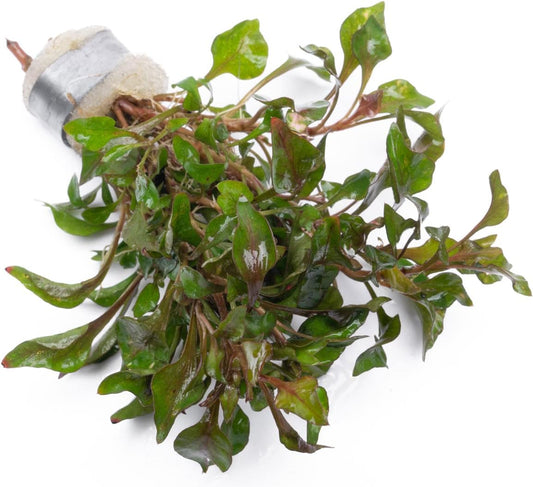 SubstrateSource Alternanthera Bettzickiana - Decorative Live Aquatic Plant for Terrariums and Paludariums - (4 Bunches)