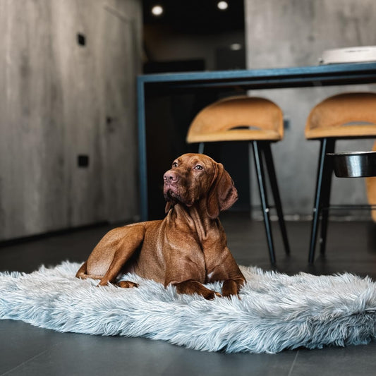 IHAPPYDOG Luxury Faux Fur Orthopedic Dog Bed, Memory Foam Dog Bed for Small, Medium, Large and XL Pets, Fluffy Pet Bed with Waterproof and Washable Cover (Grey, 60"x35")