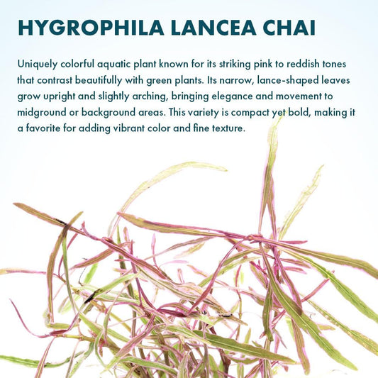 SubstrateSource Live Plants – Chai Hygrophila (Hygrophila lancea 'Chai') – Medium to High Light, Pink and Reddish Accent Aquatic Plant, Midground Placement – Stem Growth – Pot – 1 Pack