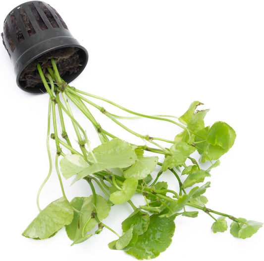 SubstrateSource Live Aquarium Stem Plants - Freshwater Aquatic Plant for Fish Tanks, Aquascaping - (Bacopa Monnieri Variegatus, 1 Bunch)