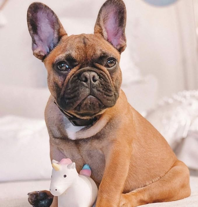 rocket & rex Dog Chew Toy Set for Small to Medium Breeds, Includes a Stuffing Free Rope, Rubber Squeaker and Plush Toy, Reduces Destructive Chewing & Anxiety (Pack of 3)