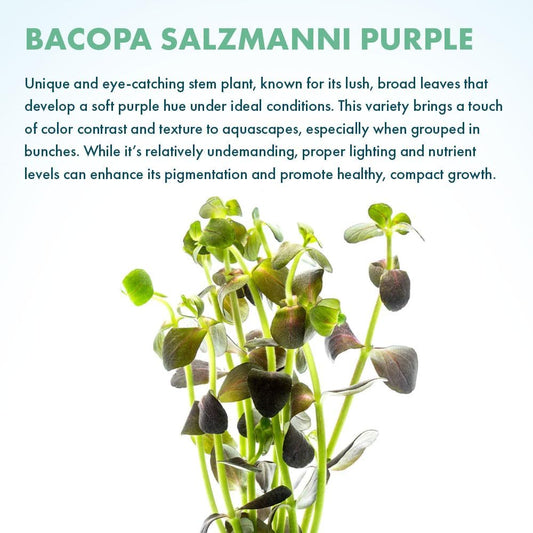 SubstrateSource Live Plant - Purple Bacopa (Bacopa salzmannii) - Moderate Care, Moderate to High Light, Purple and Violet Accent, Freshwater Aquatic Plant for Aquascaping - Lead Bunch