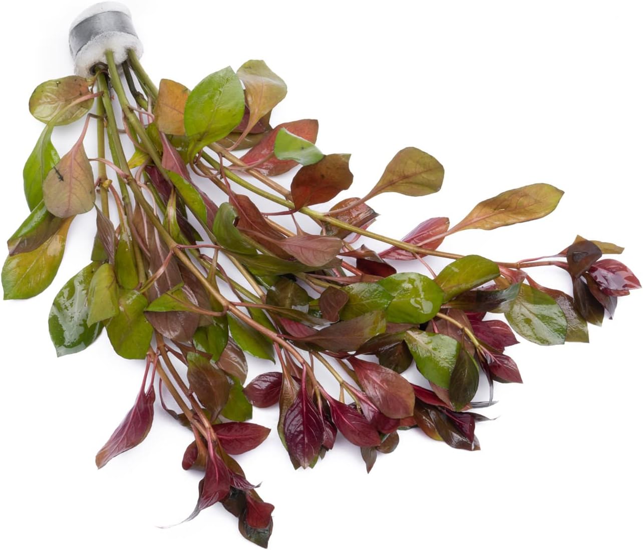 SubstrateSource Live Aquarium Stem Plants - Freshwater Aquatic Plant for Fish Tanks, Aquascaping - (Limnophila Belem, 4 Bunches)