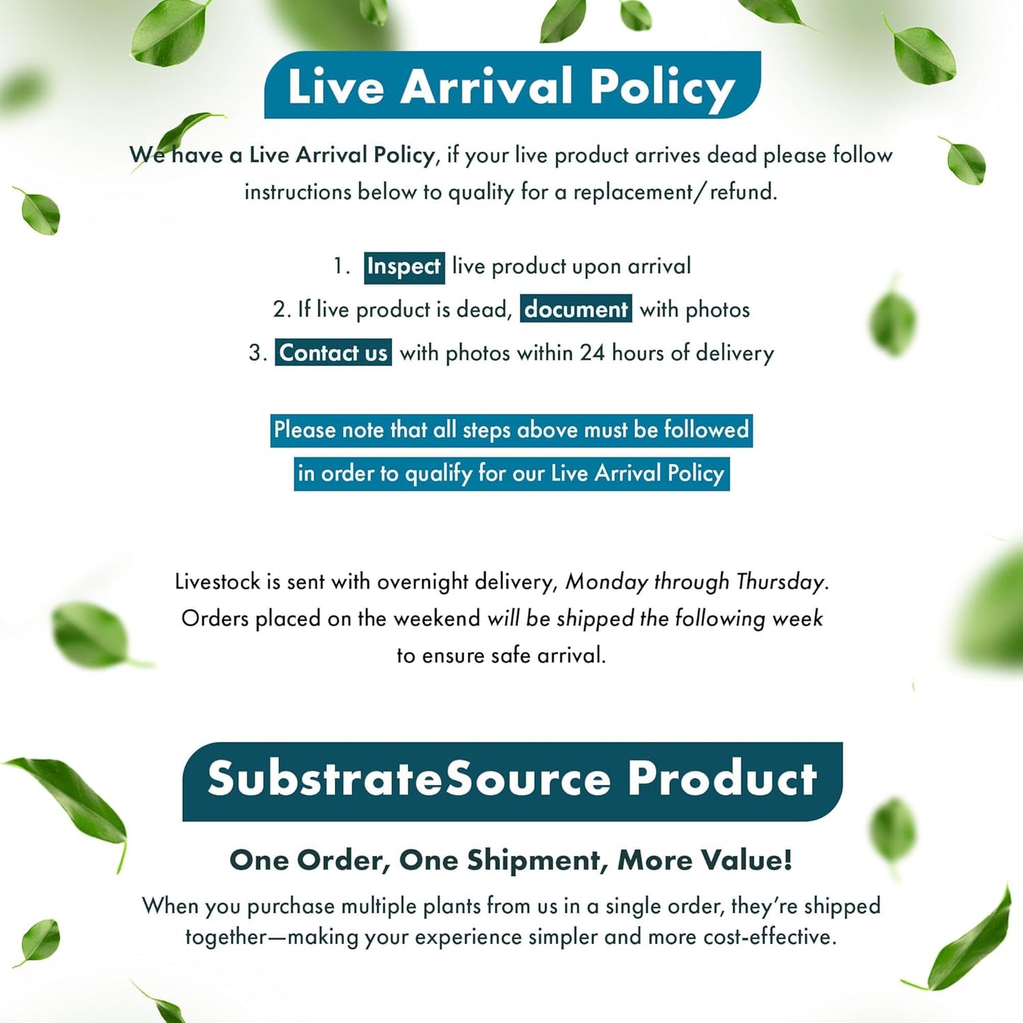 SubstrateSource Live Plant - Tall Grass, Vallisneria Torta - Easy Care, Moderate to High Light, Bright Green Accent, Freshwater Aquatic Plant for Aquascaping - Lead Bunch