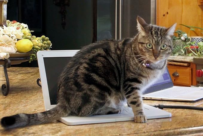 Cattop Cat Laptop Heated Bed - Cat Computer with Heated Surface, Realistic Kitty Laptop with Adjustable Screen, Lightweight Toy Gadget for Felines Who Sit On Keyboards