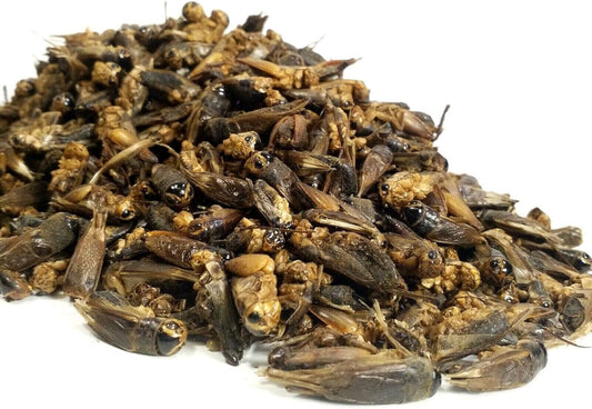 Aquatic Foods Inc. Crickets - Freeze Dried Crickets for Tropical Fish, Reptiles, Turtles, Tortoises Frogs, Hamsters, Birds, Rodents…8oz Med Jar