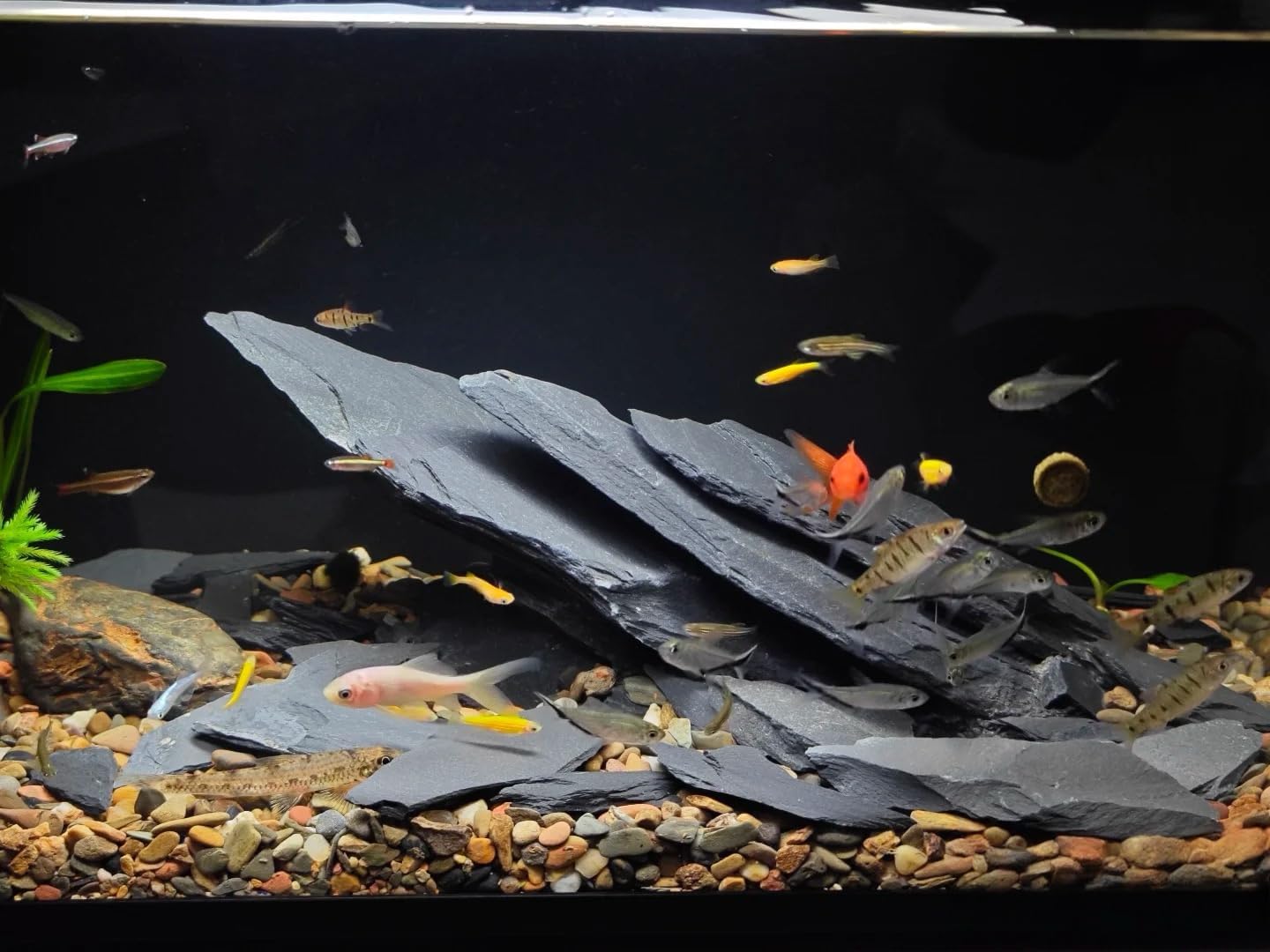 Natural Slate Stone Rocks 2 to 4 inch Aquariums Stone for Aquascaping,Terrariums,Reptile Enclosures,Paludariums, and Gardens-5lb