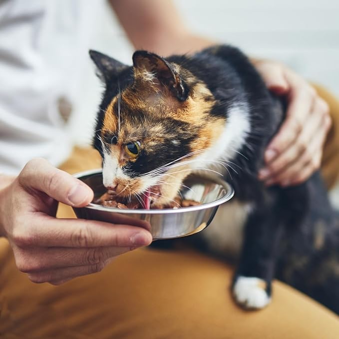 Stainless Steel Cat Bowls, 8 Pcs, 5.5 Inches, Shallow Design, Multifunctional Feeder for Cats & Kittens
