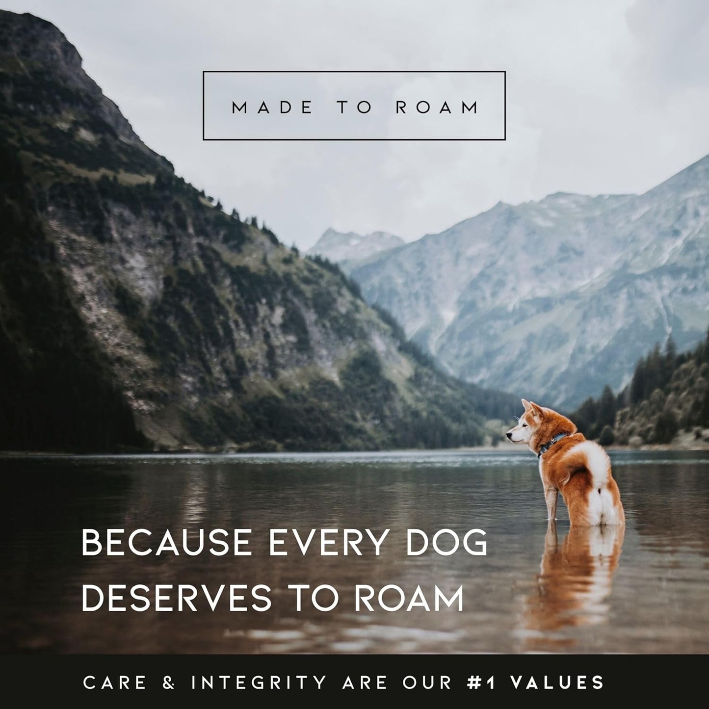 MADE TO ROAM Premium Explorer Harness - Y-Shaped Dog Harness with Adjustable Durable Nylon, Soft Padding, Metal Buckles and Leather Handle for Small, Medium, Large Dogs (New York Afterlight, Size 6)