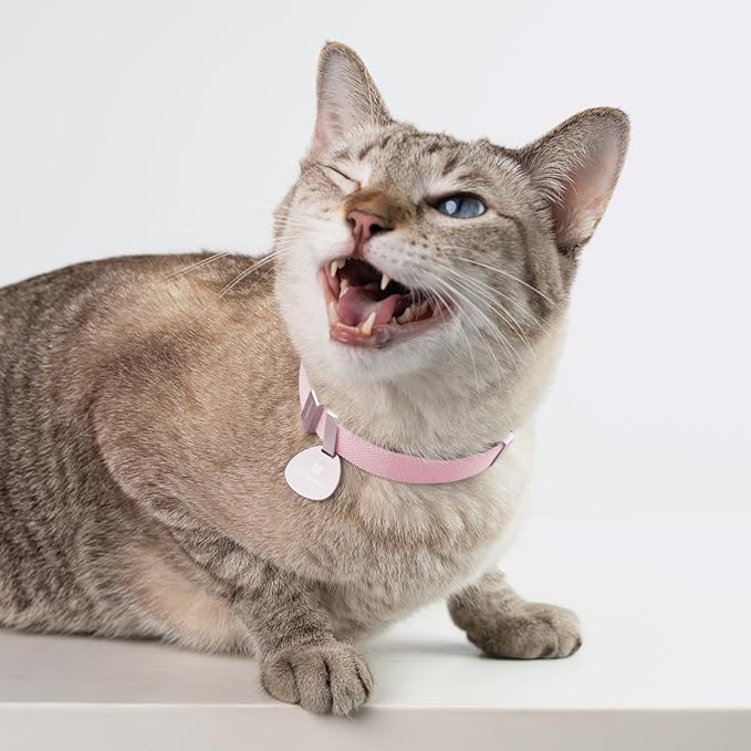 Safety Cat Collar Pro - U.S. IDA Gold Awarding Design, Elastic Quick Release Cat Collar with Buckle Non Breakaway - Lightweight for Kitten All Small Large Cats (Glacier Silver, S 5.9-11.8")