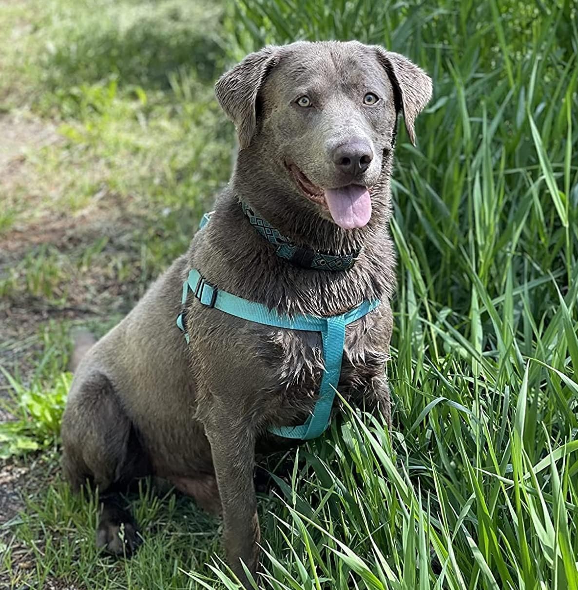 PUPTECK No Pull Dog Harness Soft Adjustable Basic Nylon Step in Puppy Vest Outdoor Walking with ID Tag Medium