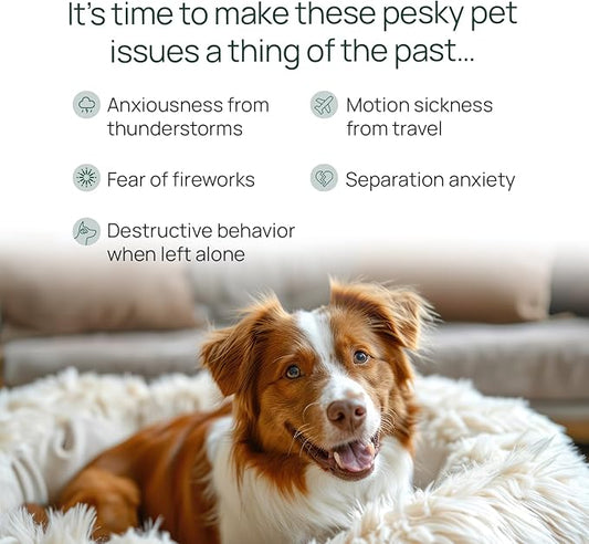 pawTree Chillax - Natural Calming Hemp Chews. Veterinarian-Developed Formula Helps Relieve Stress and Tension, Separation Anxiety and Soothe Fear from Storms - Large Soft Chews for Dogs (60 Count)