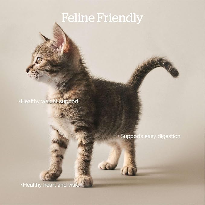 Now Fresh Grain-Free Dry Cat Food with Turkey, Salmon & Duck, Healthy Kibble for Adults Made with Real Meat & Fish, Chicken-Free, with Pumpkin & Probiotics for Sensitive Stomachs, 8 lb Bag