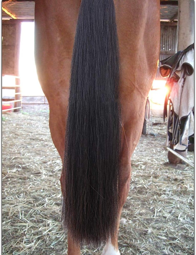 Horse Tail Extensions with Braided Horsehair Loop, Blunt Cut Bottom, 34-36 inches Long and 1 lb Weight (Natural Black)