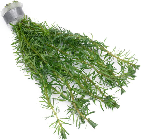 SubstrateSource Live Aquarium Stem Plants - Freshwater Aquatic Plant for Fish Tanks, Aquascaping - (Rotala Bossii, 4 Bunches)