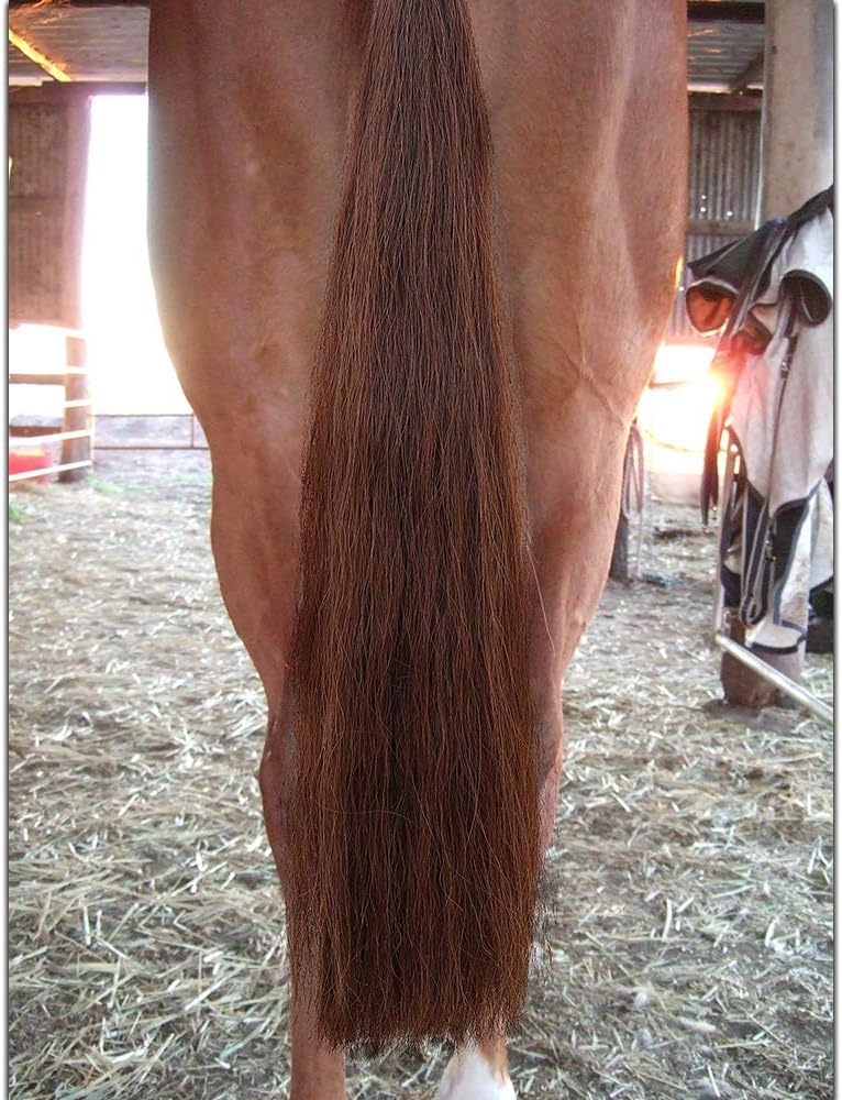 Horse Tail Extensions with Braided Horsehair Loop, Blunt Cut Bottom, 28-30 inches Long and 3/8 lb Weight
